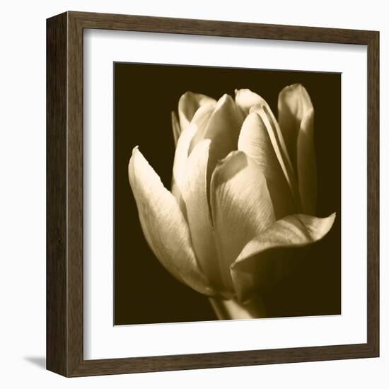 Sepia Tulip II-Renee W. Stramel-Framed Art Print