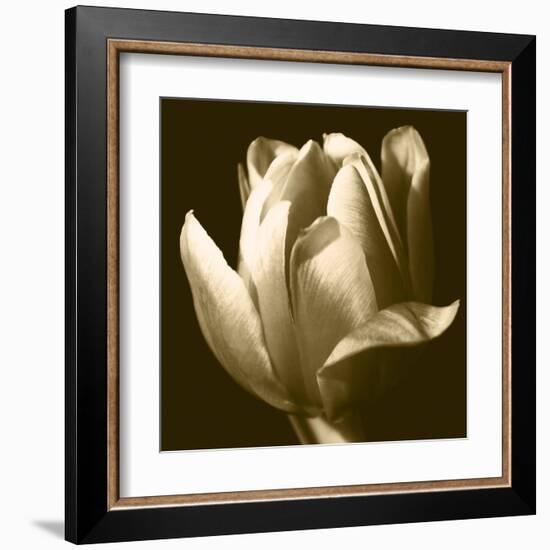 Sepia Tulip II-Renee W. Stramel-Framed Art Print