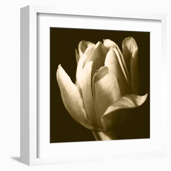 Sepia Tulip II-Renee W. Stramel-Framed Art Print