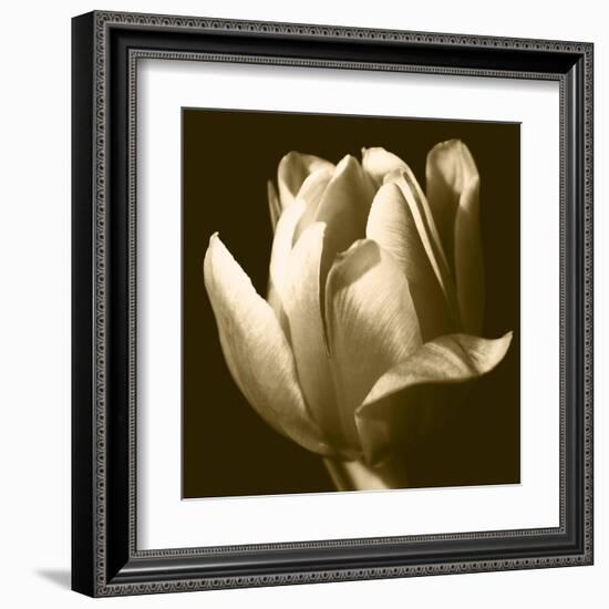 Sepia Tulip II-Renee W. Stramel-Framed Art Print