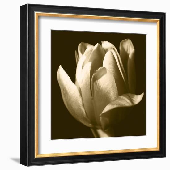 Sepia Tulip II-Renee W. Stramel-Framed Art Print