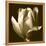 Sepia Tulip II-Renee W. Stramel-Framed Stretched Canvas