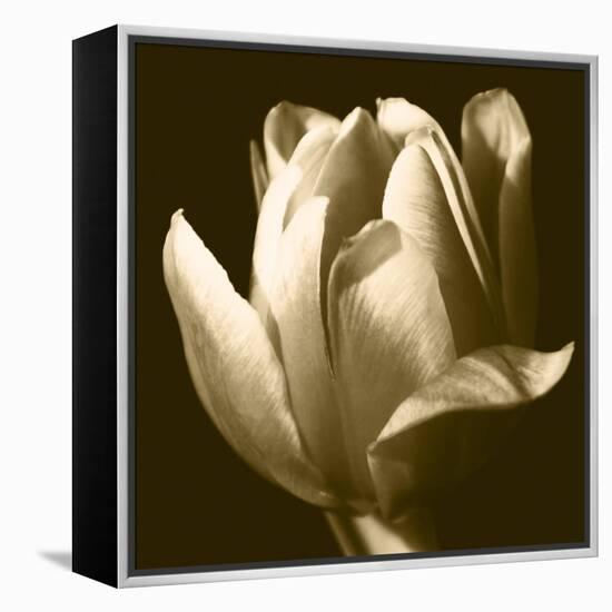 Sepia Tulip II-Renee W. Stramel-Framed Stretched Canvas