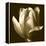 Sepia Tulip II-Renee W. Stramel-Framed Stretched Canvas