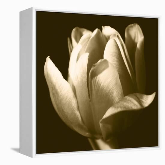 Sepia Tulip II-Renee W. Stramel-Framed Stretched Canvas