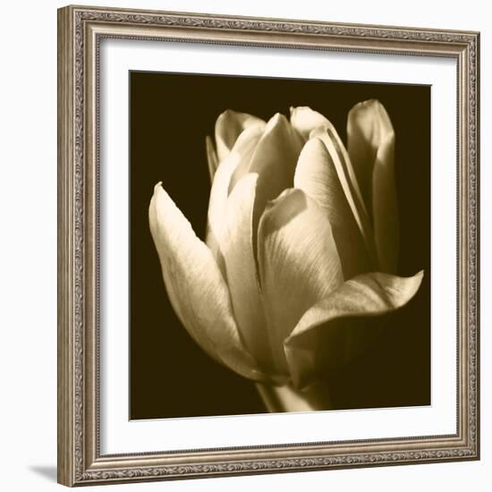 Sepia Tulip II-Renee W. Stramel-Framed Premium Giclee Print