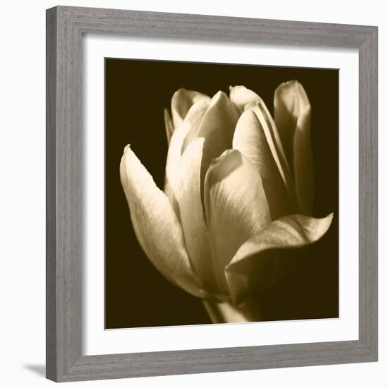 Sepia Tulip II-Renee W. Stramel-Framed Art Print