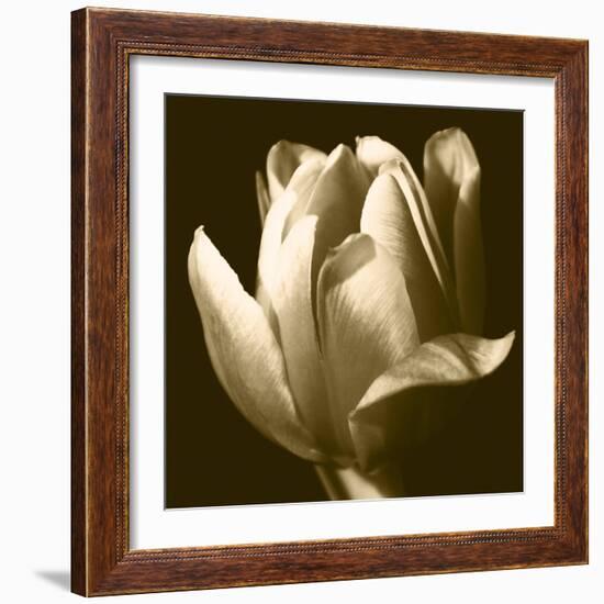 Sepia Tulip II-Renee W. Stramel-Framed Art Print