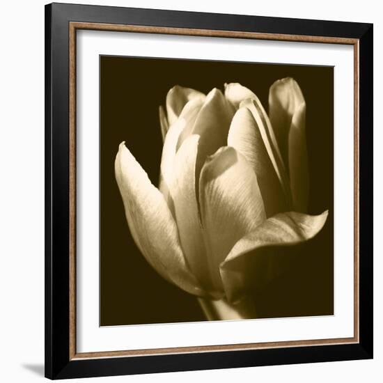 Sepia Tulip II-Renee W. Stramel-Framed Art Print