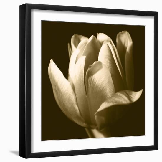 Sepia Tulip II-Renee W. Stramel-Framed Art Print