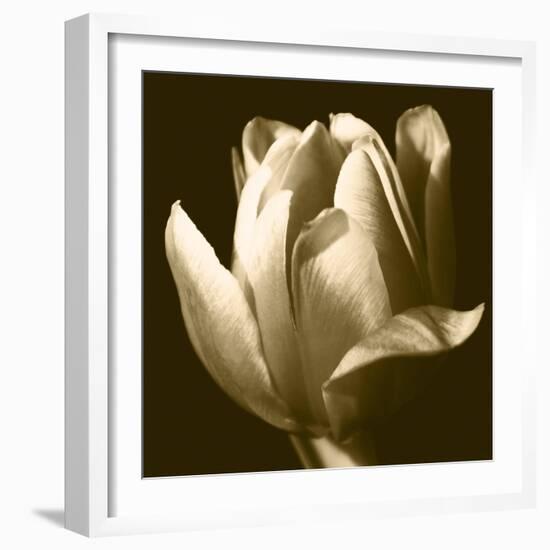 Sepia Tulip II-Renee W. Stramel-Framed Art Print