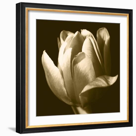 Sepia Tulip II-Renee W. Stramel-Framed Art Print