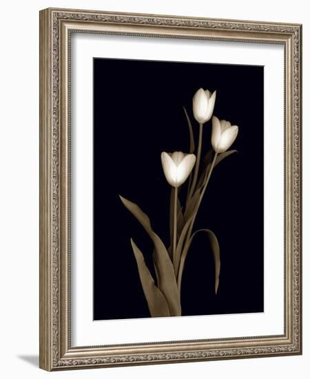 Sepia Tulips-Anna Miller-Framed Photographic Print