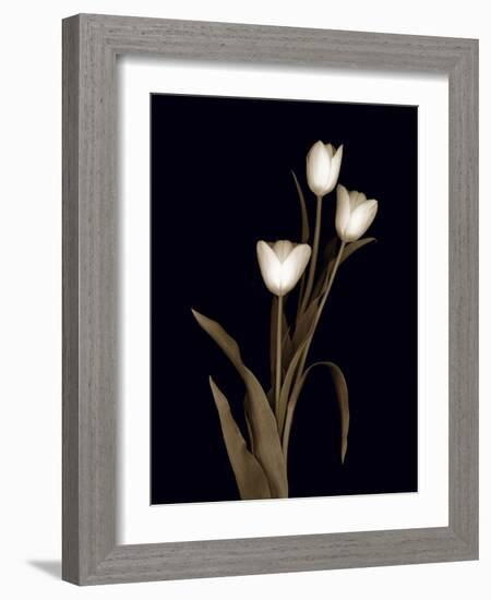 Sepia Tulips-Anna Miller-Framed Photographic Print