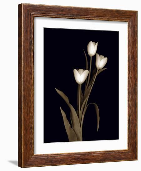 Sepia Tulips-Anna Miller-Framed Photographic Print