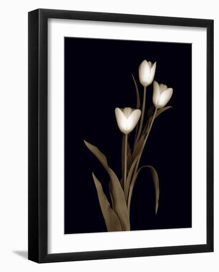 Sepia Tulips-Anna Miller-Framed Photographic Print