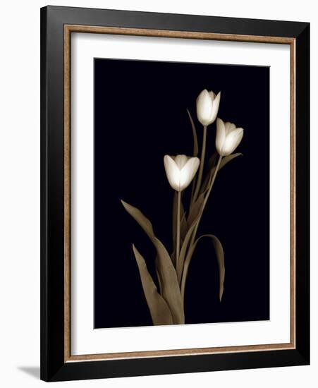 Sepia Tulips-Anna Miller-Framed Photographic Print