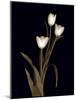 Sepia Tulips-Anna Miller-Mounted Photographic Print