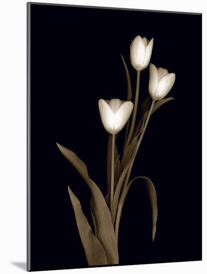 Sepia Tulips-Anna Miller-Mounted Photographic Print