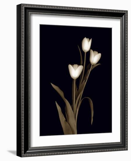 Sepia Tulips-Anna Miller-Framed Photographic Print