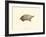 Sepia Turtle I-J. H. Richard-Framed Art Print