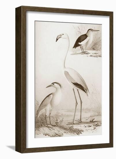 Sepia Water Birds I-Unknown-Framed Art Print