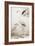 Sepia Water Birds I-Unknown-Framed Art Print