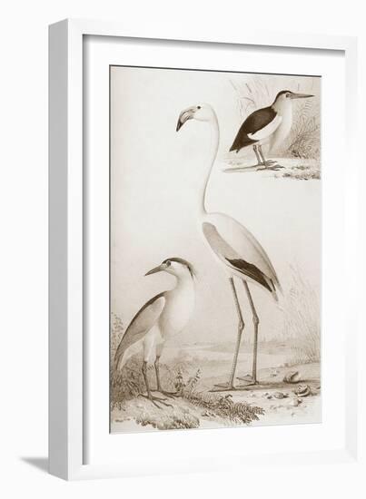 Sepia Water Birds I-Unknown-Framed Art Print