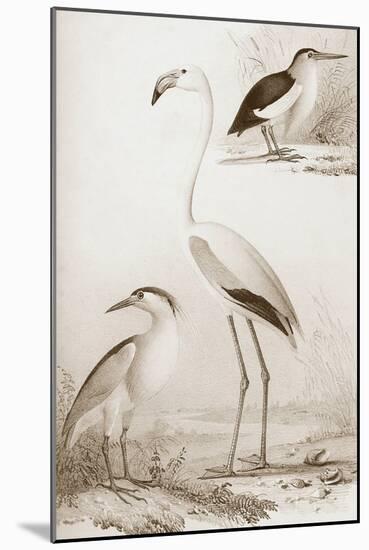 Sepia Water Birds I-Unknown-Mounted Art Print