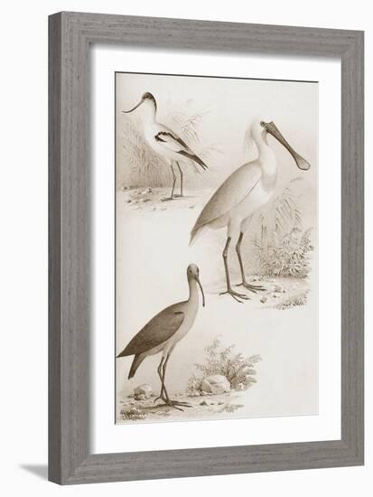 Sepia Water Birds II-Unknown-Framed Art Print