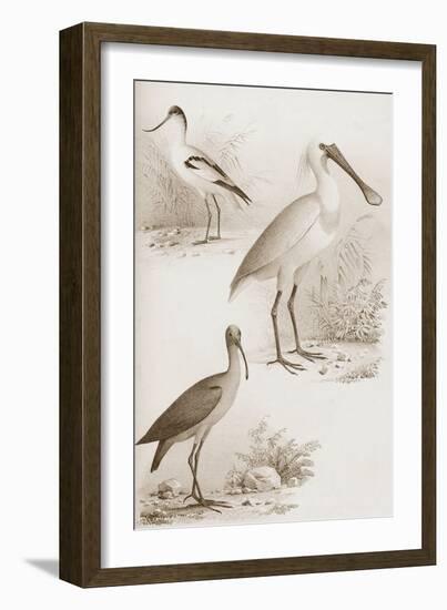 Sepia Water Birds II-Unknown-Framed Art Print