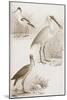 Sepia Water Birds II-Unknown-Mounted Art Print