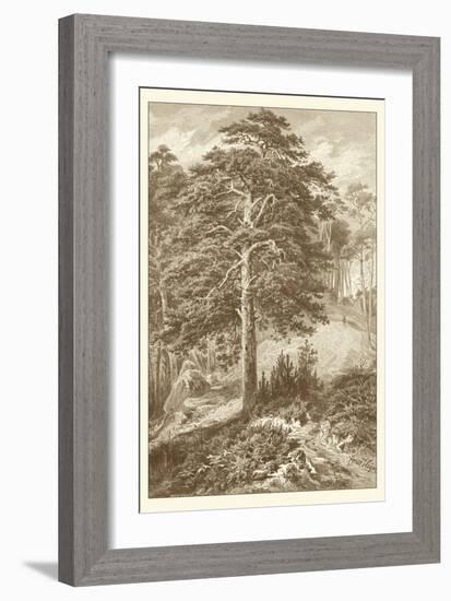 Sepia Wild Pine-Ernst Heyn-Framed Art Print