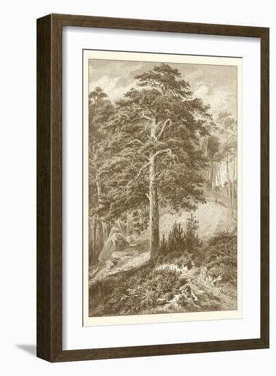 Sepia Wild Pine-Ernst Heyn-Framed Art Print