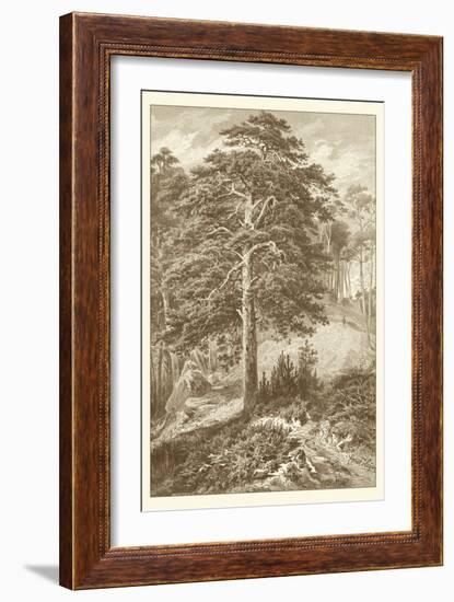 Sepia Wild Pine-Ernst Heyn-Framed Art Print