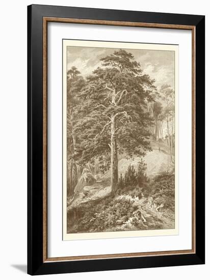 Sepia Wild Pine-Ernst Heyn-Framed Art Print