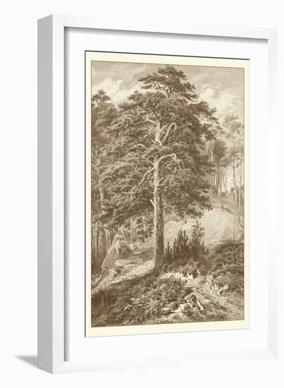 Sepia Wild Pine-Ernst Heyn-Framed Art Print