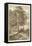 Sepia Wild Pine-Ernst Heyn-Framed Stretched Canvas