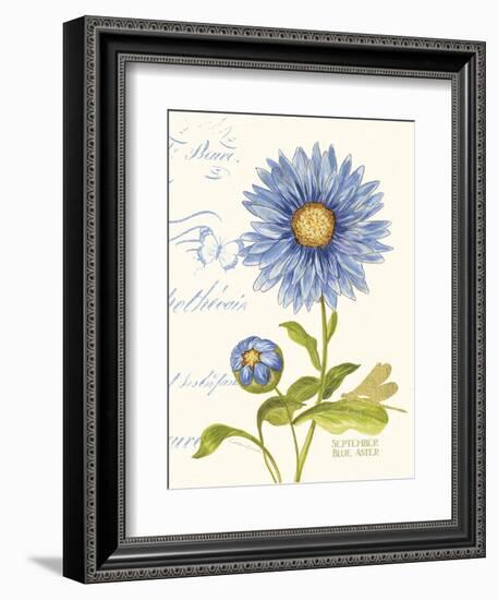 September Blue Aster-Ariane Sarah-Framed Art Print