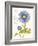 September Blue Aster-Ariane Sarah-Framed Art Print