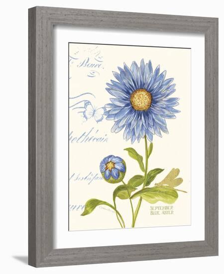 September Blue Aster-Ariane Sarah-Framed Art Print