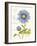 September Blue Aster-Ariane Sarah-Framed Art Print