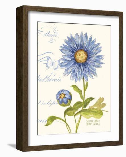 September Blue Aster-Ariane Sarah-Framed Art Print