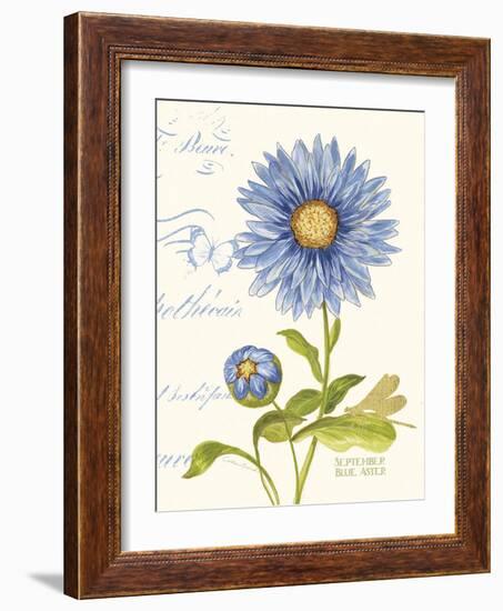 September Blue Aster-Ariane Sarah-Framed Art Print