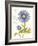 September Blue Aster-Ariane Sarah-Framed Art Print