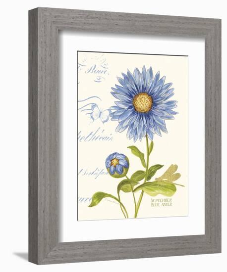 September Blue Aster-Ariane Sarah-Framed Premium Giclee Print