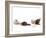 Sequence Showing an Ostrich {Struthio Camelus) Hatching-Jane Burton-Framed Photographic Print