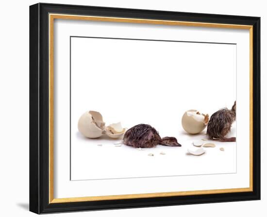 Sequence Showing an Ostrich {Struthio Camelus) Hatching-Jane Burton-Framed Photographic Print