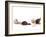 Sequence Showing an Ostrich {Struthio Camelus) Hatching-Jane Burton-Framed Photographic Print