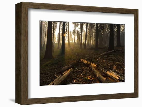 Sequoia and King's Canyon National Park, California-Marco Isler-Framed Photographic Print